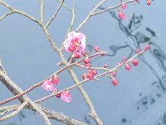 -莫愁湖公园