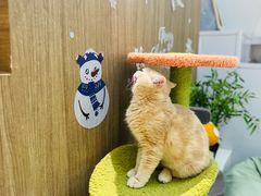 -COLOR PETS 撸猫馆·购猫·猫咖(长风大悦城店)