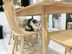 -楼上猫咖(罗湖店)