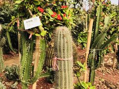 -呀路古热带植物园