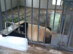 -都江堰中华大熊猫苑