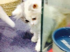 iphone_upload_pic-喵的天空名猫咖啡馆·撸猫·猫舍·用品
