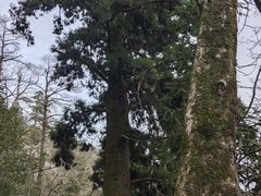 -天目山大树王景区