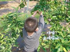 -前小桔亲子创意农场·草莓采摘·露营烧烤