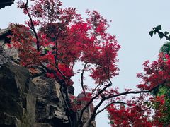 -个园
