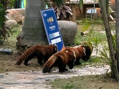 -灵玲国际马戏城