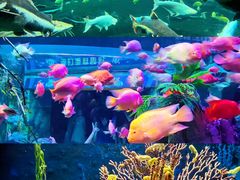 -珠海长隆海洋王国