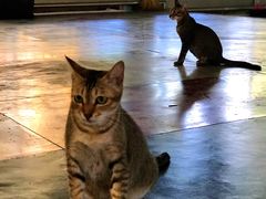 -ခြောက်ထပ်ကြီးရွှေသာလျောင်းဘုရားကြီး