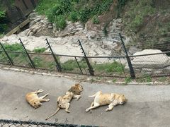 -大连森林动物园