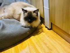 -啵啵喵·猫咖(攀华国际店)