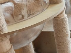 -飞行喵MR PILOT|猫舍·猫咖(静安大融城店)