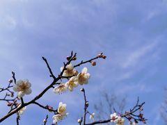 -大蜀山国家森林公园