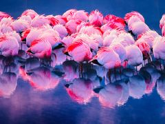 -罗红摄影艺术馆