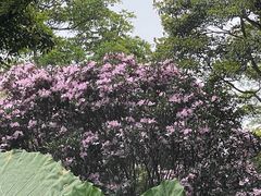 -梧桐山风景名胜区