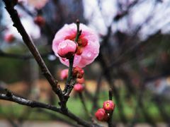 -新虹桥中心花园