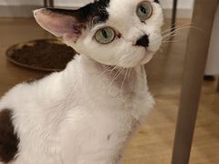 -有喵·猫咖·狗咖·30几只猫10只小狗(岗厦店)