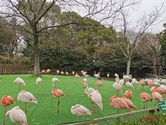 -上海野生动物园