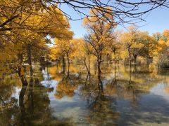 -金塔沙漠胡杨林景区