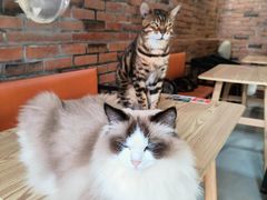 -豆逗聊愈猫阁Easy Life