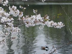 -井之头恩赐公园