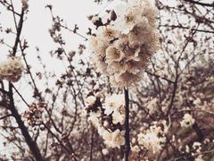 阿林果蔬园-阿林有机农庄