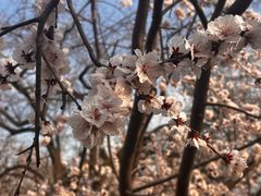 -桃花堤公园