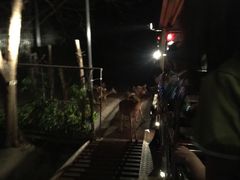 -清迈夜间动物园