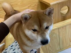 -柴源莊·柴小宠柴犬咖啡