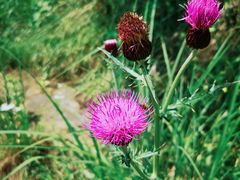 -老张烤羊(王哥庄店)