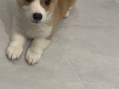 -第戎蛋糕(恒隆广场店)