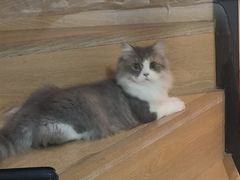 -小猫来了·猫舍(红山六九七九店)
