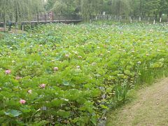 -沐仙湖湿地公园