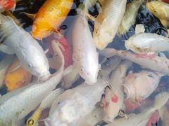 -聚福宝合苑食府(南头镇店)