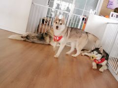 -Husky Go! 哈士奇体验馆·宠物咖啡厅狗咖