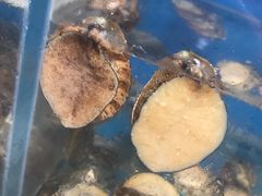 -宾朋海鲜特色美食餐厅·纯手工鲅鱼水饺(兴海路店)