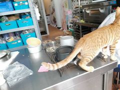 -蜜肆动物奶油蛋糕·个性定制·下午茶甜品