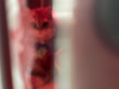 -睿金宠物医院·CT·肿瘤·骨外科