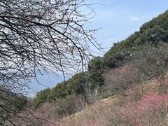 -新建村梅花