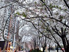 -华中科技大学光谷体育馆