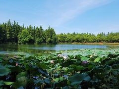 -艾溪湖湿地公园