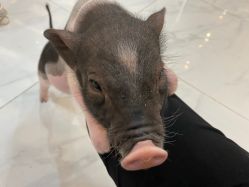 -Moni星球萌宠·小马宝莉·灵蛇·高端高阶全萌宠互动体验俱乐部(红豆国际广场店)