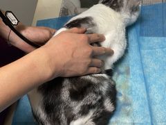 -关爱宠物医院·猫科中心·消化科(滨湖万达分院)