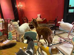 -猫色咖啡·猫咖