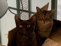 -喵屿·大理花园猫咖