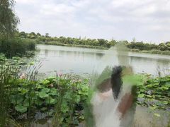 -荷塘月色湿地公园·向阳花洲