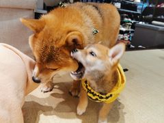 -逗柴咖啡屋·狗咖猫咖宠物桌游