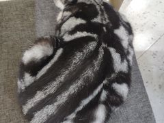 -喵园·猫主题咖啡厅·撸猫·猫咖(国贸店)