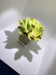 -MIVI半永久纹眉纹绣