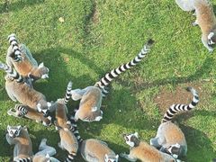 -西霞口神雕山野生动物世界