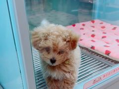 -FAELING PETS美天灵宠物(合生汇店)